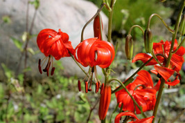 10 Coral Lily Siberian Turk&#39;S Cap Lilium Pumilum Coral Red Fragrant Flower Seeds - £6.44 GBP