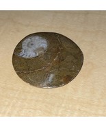 Natural Ammonite Snail Fossil Small KG JD - $17.65 CAD