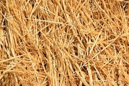 HSE Natural Wheat Straw - 1 LB Dry Straw, Clean and Soft Decorative Straw Bale - £17.88 GBP