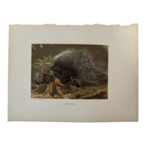 1885 Animate Creation &#39;PORCUPINE&#39; Chromo-Lithographed Print, L. Prange / Hess - £11.99 GBP