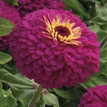 100 Seeds Classic Zinnia Elegans Flower - $13.30