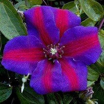 MRS. N. THOMPSON ~~Clematis Vine~Well Rooted &quot;Starter&quot; Plant~ Queen of V... - $36.99