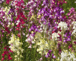 Snapdragon Flower Seeds 2000 Northern Lights Mixed Colors Fast Shipping - $8.99