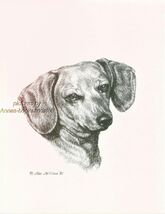 #283 DACHSHUND  portrait  *  dog art print * Pen and ink drawing * Jan J... - $12.50