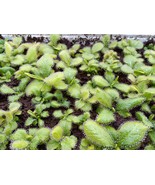 RARE: Drosera schizandra baby plant, Carnivorous plant, Australian Rainf... - £12.56 GBP