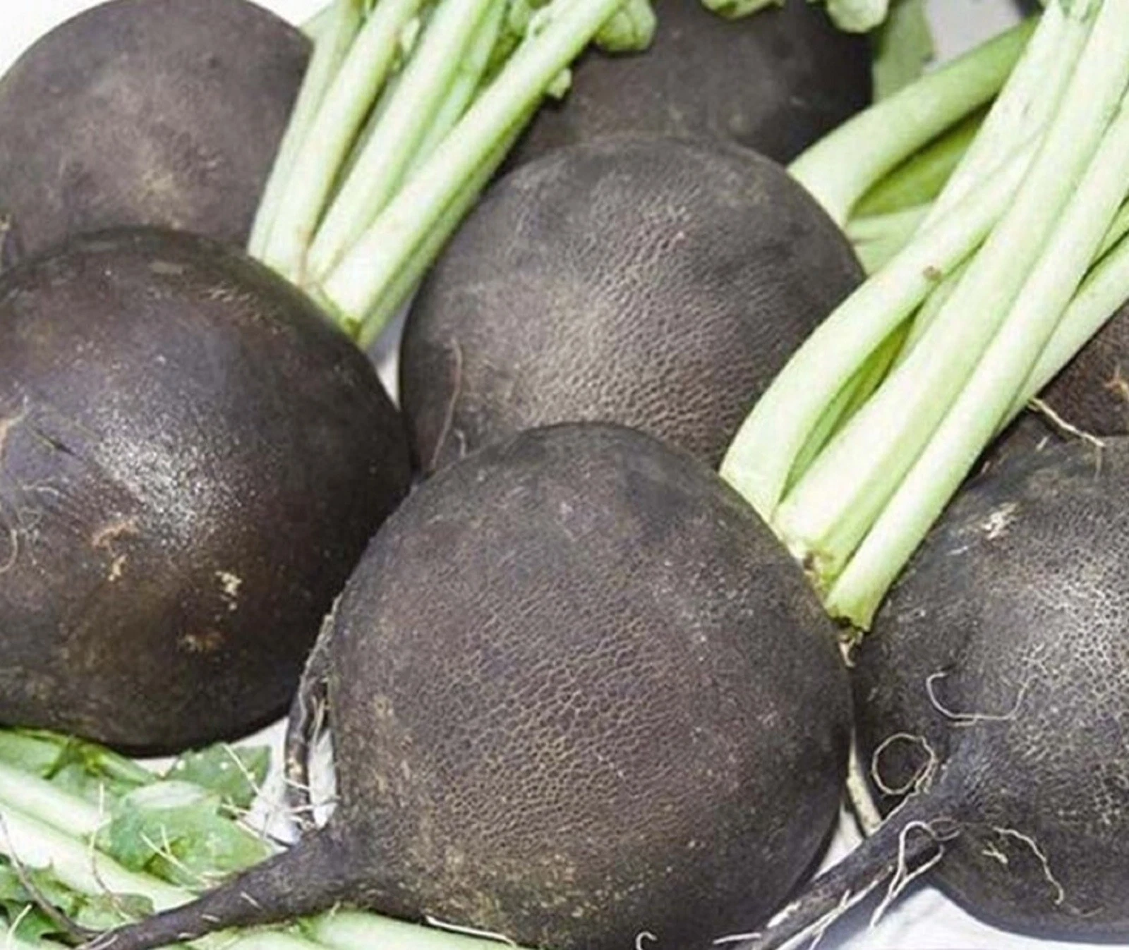 Black Spanish Radish Seeds 200 SEEDS  NON-GMO   - $8.34
