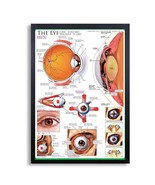 Framed Biology Posters 26&quot;x38&quot; (The Eye) - $98.01