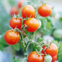 Cherry Tomatoes - Seeds - Organic - Non Gmo - Heirloom Seeds – Vegetable Seeds F - £10.43 GBP