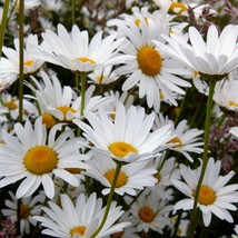 Ox Eye Daisy Seeds Chrysanthemum Leucanthemum 100 Seeds Usa Fast Shipping - $29.90