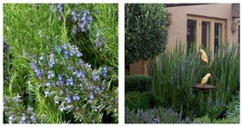 Live Plant - Tuscan Blue Rosemary Plant - Inside or Out - Easy to Grow 2... - £23.10 GBP