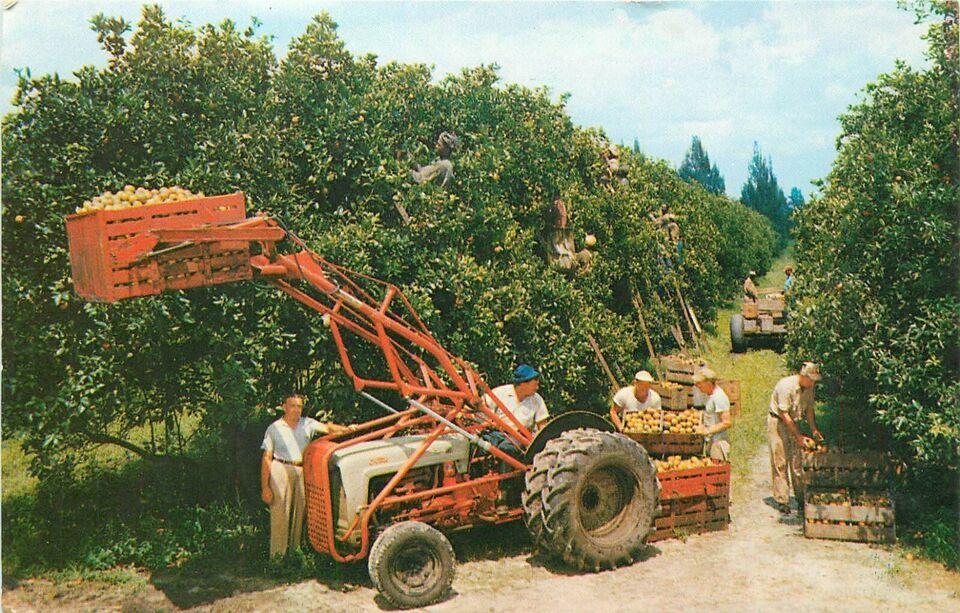Chrome FL Postcard N512 Citrus Harvest in Florida Men Harvesting Oranges... - $3.47