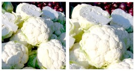 100 Organic Snowball Cauliflower Vegetable Seeds Fresh Seeds - £11.01 GBP