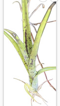 Exotic LANDSCAPE PLANT Pup mini Bromeliad purple green colorful -unbranded - $364.70 MXN
