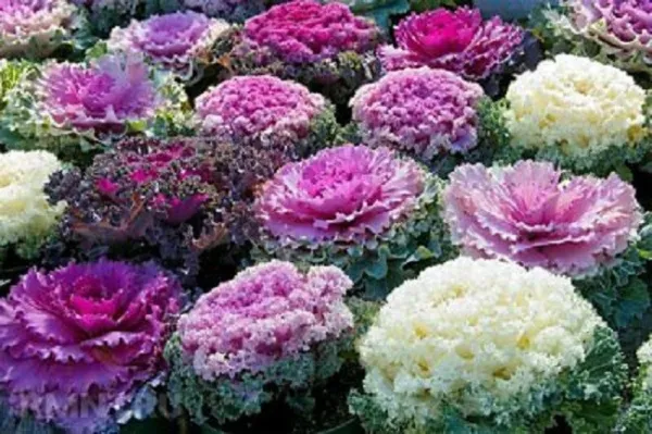 Flowering Cabbage Seed 50 Osaka Mix Flowering Kale Seeds - £9.59 GBP