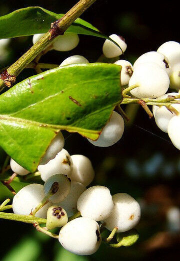 KKG Randia Aculeata White Indigoberry Florida Indigo Berry Seed 10 Seeds... - $17.37