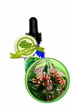 Clove Leaf Essential Oil - Syzygium aromaticum - 120ml (4oz) - £54.04 GBP