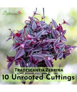 10 Cuttings Tradescantia Zebrina Wandering Jew Plant - $25.19 CAD