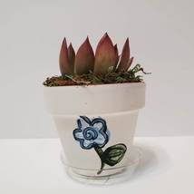 Handpainted Terra Cotta Planter with live Miranda Succulent, Floral Plant Pot 3" image 4