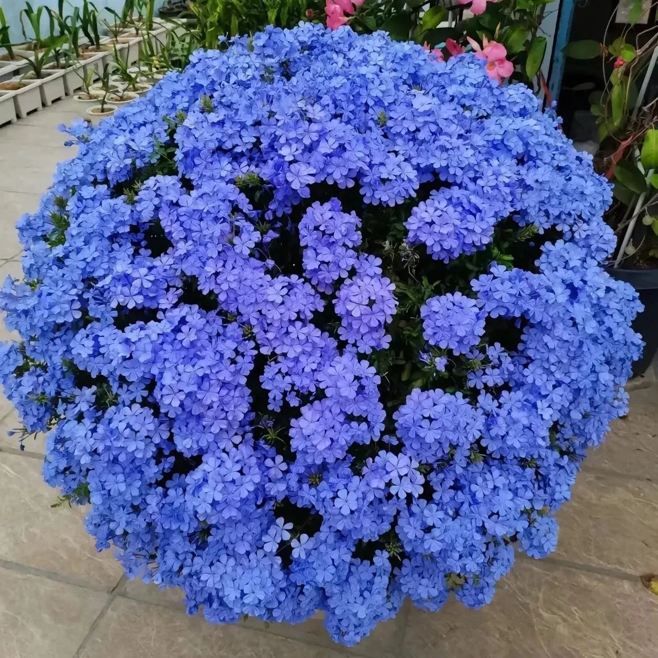 15+ Seeds Blue Plumbago Flower Hanging Basket Pot or Garden Plant Easy t... - $6.94