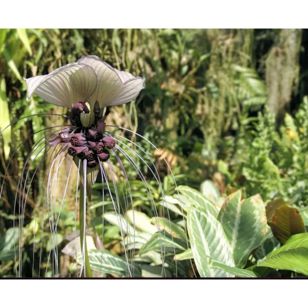 8 White Bat Flower Seeds Tacca Integrifolia Stunning And Easy To Grow 6 Garden - £6.37 GBP