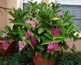 Live Flowering Plant Medinilla Myriantha &quot;Malaysian Orchid&quot; AKA Malaysian Grapes - £32.93 GBP