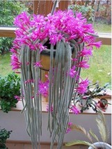 Cactus Seeds Pink Flowers 50 pcspack Aporocactus Flagellimis Stunning Rat Tail - £8.62 GBP