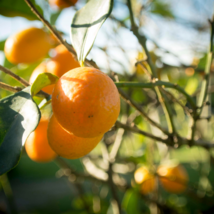 Dwarf Standing Orange Tree - 30 Seeds - $9.56