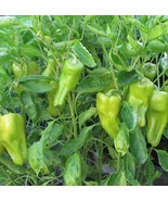 Cubanelle Pepper Seeds | Heirloom | Organic | Sweet Pepper | Vegetable |... - $9.31