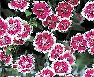 Dianthus Telstar Purple Picotee 250 seeds - £28.40 GBP