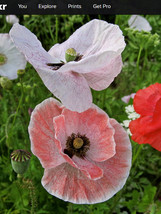 PWO Poppy Papaver Rhoeas - Mother of Pearl seed - $2.99