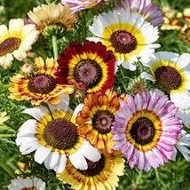 500 Seeds Beautiful Multi Colored Painted Daisy Seed  - £14.94 GBP