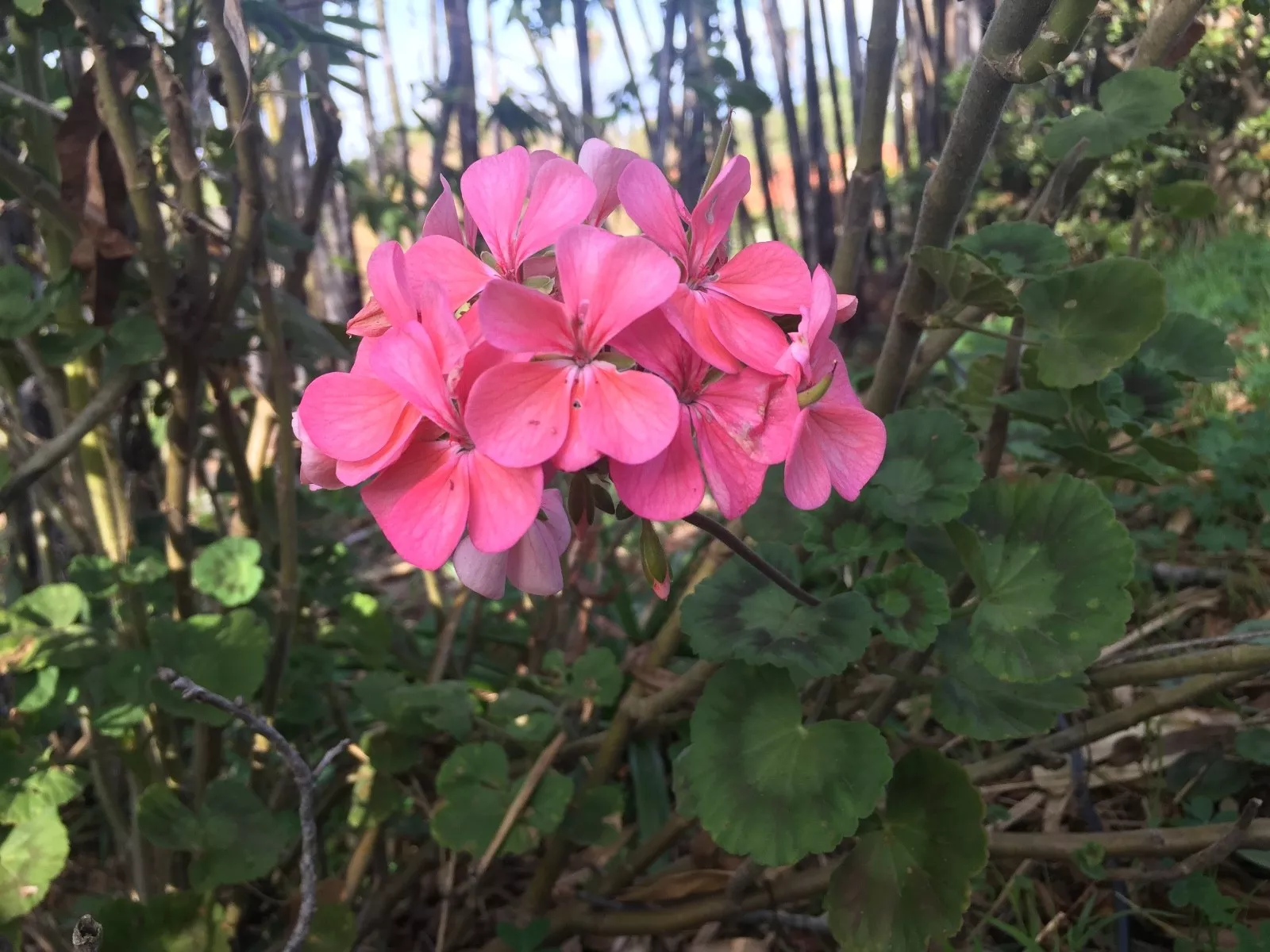 SALMON PINK PELARGONIUM ZONAL GERANIUM FRESH LIVE PLANT 4 X 8&quot; STARTER C... - £21.64 GBP