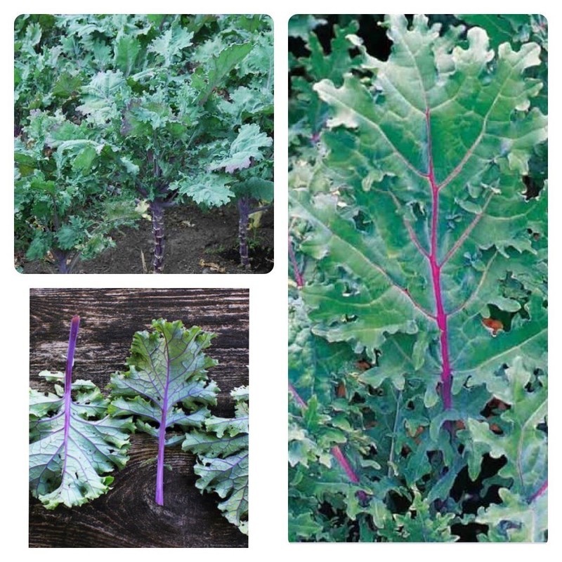 LKS Fresh Red Russian Kale Heirloom Seeds Home Garden - $10.93