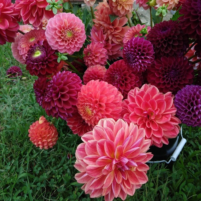 LKS Dahlia Watermelon Mix 12 Plant Divisions &amp; Tubers Summer Flowers Hom... - $103.33
