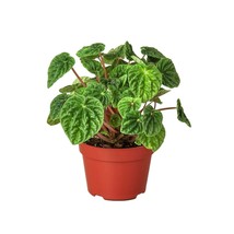 Peperomia &#39;Ripple&#39;-4&quot; Pot - $32.49