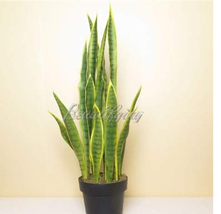 Goodidea 300Pcs Artificial Succulent Agave Sansevieria Trifasciata Bonsai Potted - $6.17