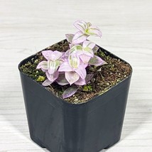 Succulent Live Plant - Callisia Repens : Pink Lady Variegated - In 2&quot; Pot - $124.22 MXN