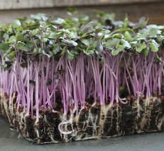 KKG Red Acre Cabbage Microgreen Seeds Seeds For Sprouting Fresh Garden - $7.89