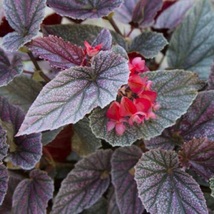 &quot;Miss Mummy&quot; Angelwing Begonia Well Rooted Starter Plant Ships Without Pot - £40.06 GBP