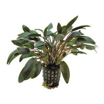 CRYPTOCORYNE WENDTII BROWN 1 POT -Freshwater Aquatic Live Plants SUPER P... - $92.12 MXN