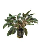 CRYPTOCORYNE WENDTII BROWN 1 POT -Freshwater Aquatic Live Plants SUPER P... - $90.25 MXN