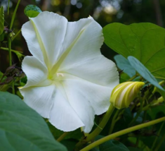 Easy To Grow Seed - 25 Seeds White Morning Glory - £4.78 GBP