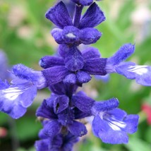 Salvia Farinacea Blue Sage Seed Garden Fast Shipping - $8.59