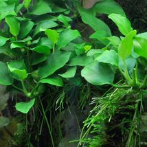 20x Aquatic Live Aquarium Plants Anubias Petite Nana Loose Rhizome 8+ Leaf - £110.15 GBP