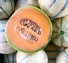 Fresh Seeds Charentais Cantaloupe Seeds 25 French Melon Fruit - $4.20