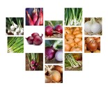 Onion Seeds Collection NON-GMO 13 Varieties to Choose From  - £2.40 GBP