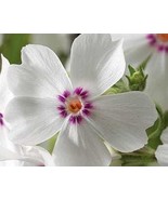 Amazing Grace White Phlox Ground Cover Variety Perennial Ornamental 1 Live Plant - $34.12