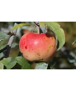 25 Pink Pearl Apple Seeds Planting Fast US Shipping - €9,15 EUR