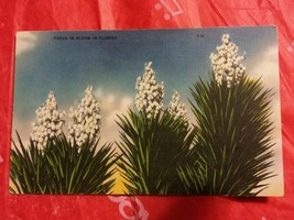 015 Yucca In Bloom in Florida Vintage Postcard Color Temperature Today On Back - £3.15 GBP