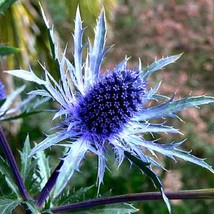 Blue Sea Holly 25 seeds great cut flower dried flower Eryngium planum bright sha - $13.38